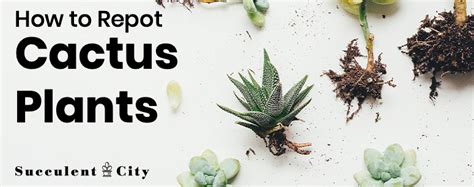 John campbell demonstrates how to eat and extract water from a cactus. How to Repot a Cactus Plant (Beginners Guide) | Cactus ...