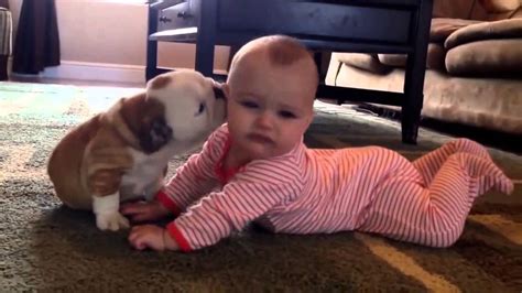 Cute Cats And Dogs Love Babies Compilation 2015 2014 Full Clips Youtube
