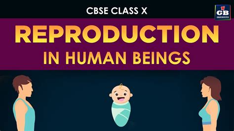 reproduction in human beings class 10th cbse biology ncert class 10 science youtube