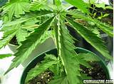 Marijuana Plant Leaves Pictures