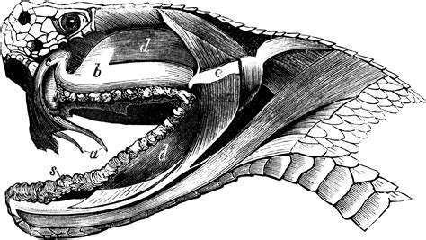 Cross Section Of A Viper Head Clipart Etc