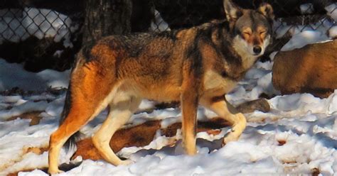 Plus, listen to live match commentary. Red wolves near extinction
