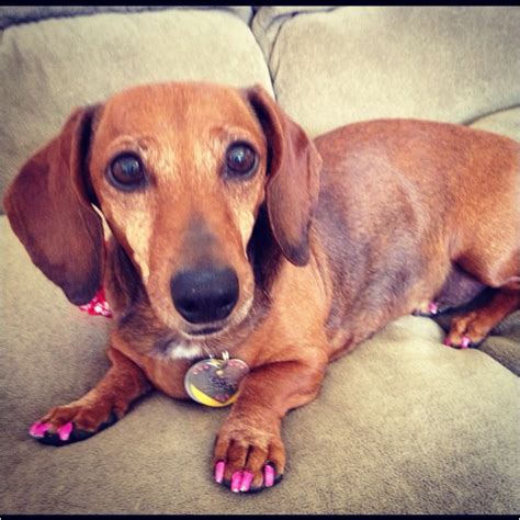 17 Best images about Pawdicure on Pinterest | For dogs ...