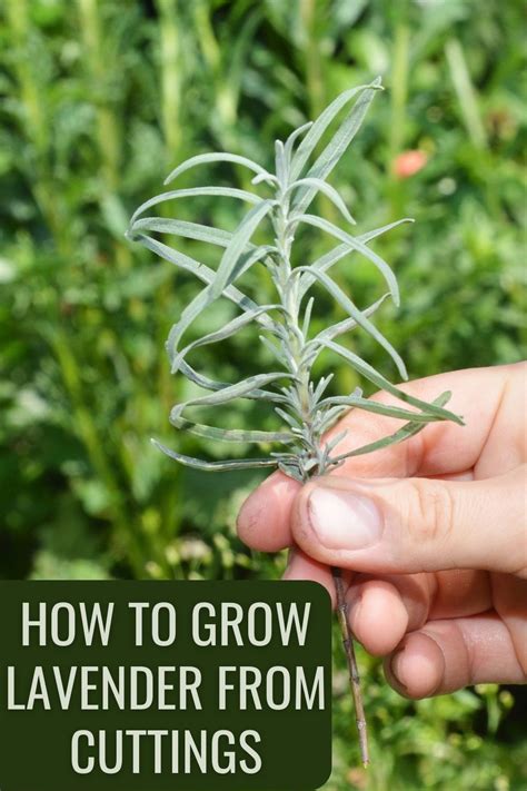 Lavender Is Incredibly Easy To Propagate Once To Know How To Grow