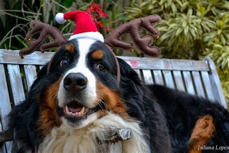 Harry Xmas Christmas Dog Dogs Bernese Mountain Dog
