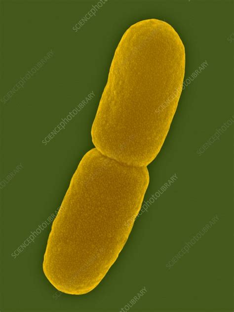 Pseudomonas Aeruginosa Bacteria Sem Stock Image C0333537