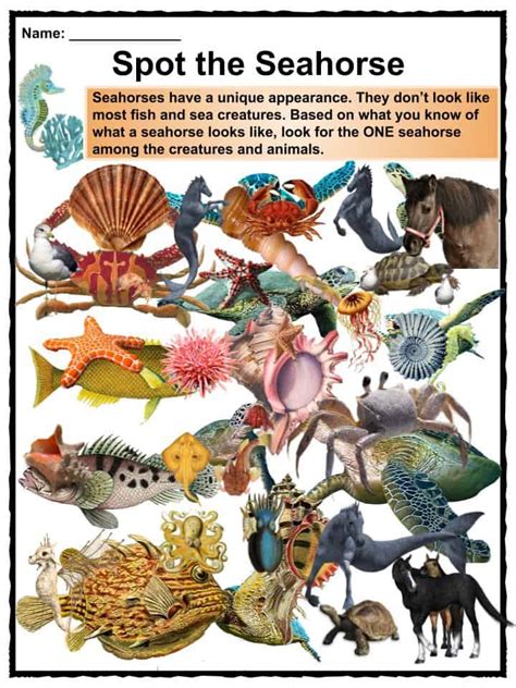 Seahorse Facts Worksheets Types Behavior And Habitat For Kids