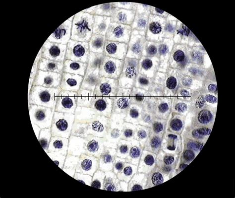 As it is an eukaryotic cell it contains mitochondria, membrane bound cell organelles, nucleus, golgi apparatus, etc. Jaime's Human Biology Blog: THE MICROSCOPE, CELLS, AND ...