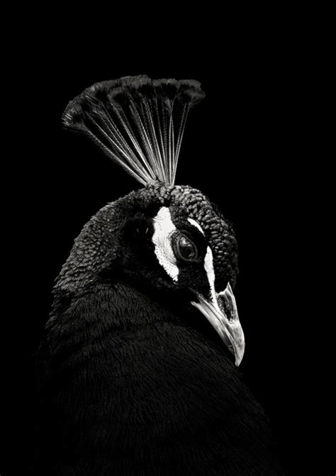 Birds In Black And White Christian Meermann Photography