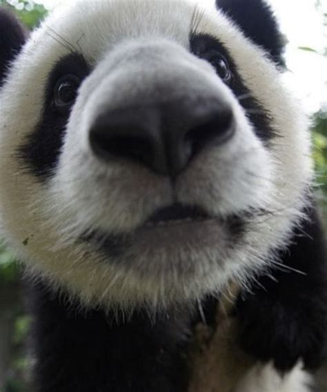 Imgfave Amazing And Inspiring Images Animal Noses Panda Panda Love