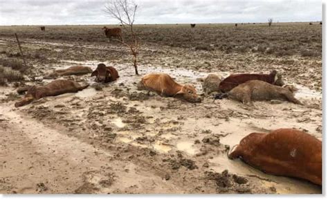 Up To 500000 Cattle Die Due To Flooding Caused By Record Rainfall In