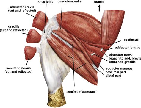 Figure 2 From The Hip Adductor Muscle Group In Caviomorph Rodents
