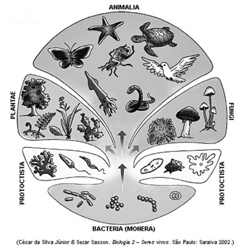 Fatec 2012 A Figura A Seguir Representa Uma árvore Filogenética