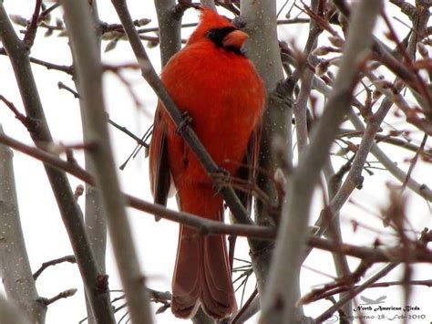 Northern Cardinal Cardinalis Cardinalis Focusing On Wildlife