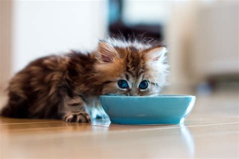 Founded in early 2020, cat person is a new addition to the cat food marketplace. The 9 Best Premium Dry Cat Foods of 2021, According to a ...