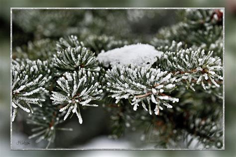 Snowy Evergreen Photograph By Allyson Schwartz