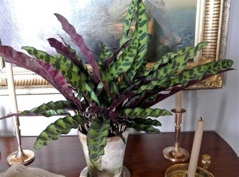 Image Result For Houseplant Green And Red Leaves Purple Plants House