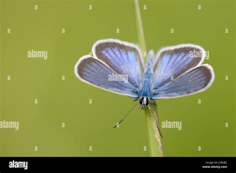 Mazarine Blue Cyaniris Semiargus Male Butterfly On A Halm Hungary