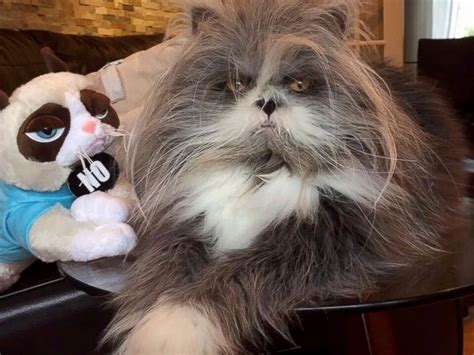 Cat Or Dog The Internet Cant Figure Out What Animal This Is Abc7