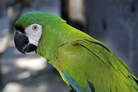 Loros Todo Acerca De La Mejor Ave De Compañía Aves Exóticas