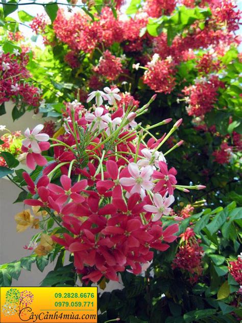 Cây Hoa Sử Quân Tử Cây Hoa Giun Flowerfarmvn Shophoa