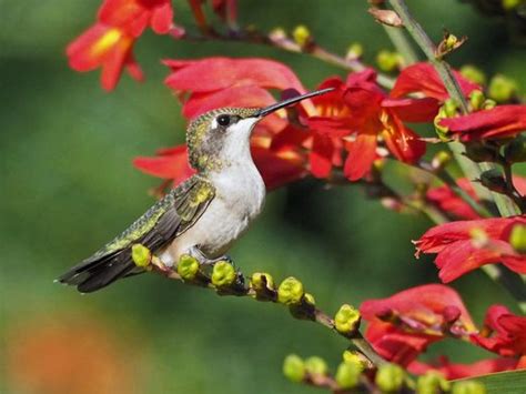 Birding Birds And Blooms