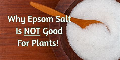 Using Epsom Salt On Plants Why It Is Not The Miracle Cure For Plants