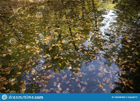 Colorful Autumn Leaves Floating On The Water Stock Photo Image Of