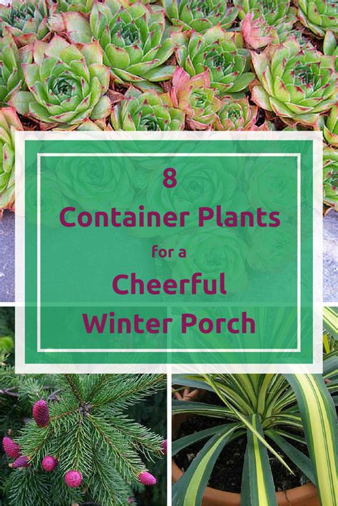 Liven Up Your Winter Porch With 8 Cold Loving Plants Winter Potted