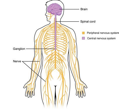 121 Structure And Function Of The Nervous System Anatomy