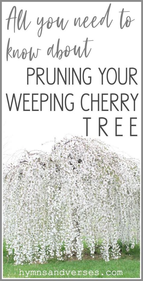 How To Prune A Weeping Cherry Tree Weeping Cherry Tree Fall