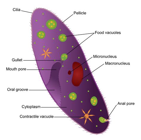 Euglena is a genus of unicellular flagellate protists. cytostome - Wiktionary