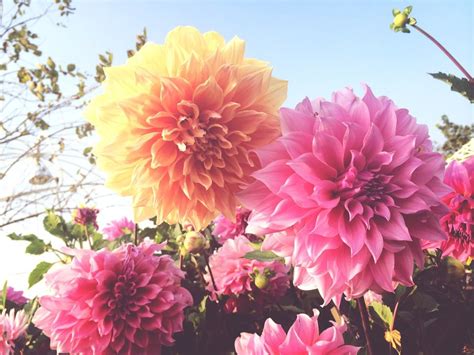 Mar 12, 2021 · in order to flower well, dahlias need full sun, preferably at least six to eight hours a day. How to Grow Dahlias in Pots