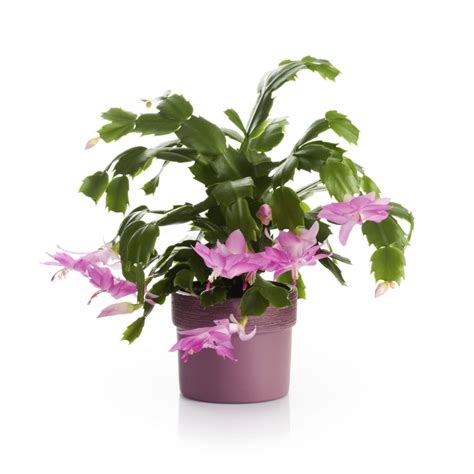 Easter cactus grows as a pendulous branching plant and lacks spines. Cactus Plants That Grow in Florida (With images ...