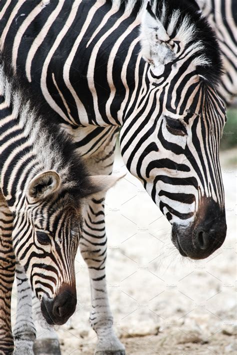 Portrait Of Mother And Baby Zebra ~ Animal Photos ~ Creative Market