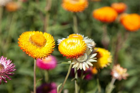 10 Of The Easiest Cut Flowers To Grow From Seed For Beginners From