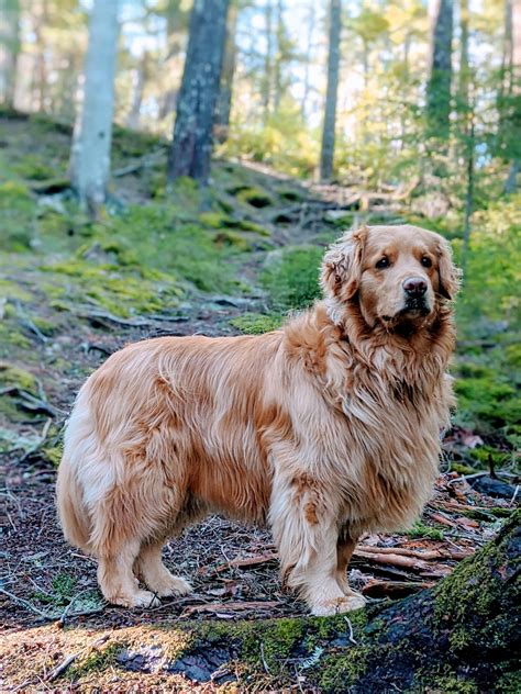 They will be ready to go to loving homes the end of january! 47+ Adorable Golden Retriever Mix Breeds ️ ️ ️ | Cute dogs ...