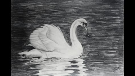 Swan 🦢pencil Drawing Truptis Art Gallery Youtube
