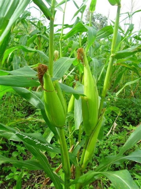 Mesin penanam dan pemupuk jagung terintegrasi yang dikembangkan. Paling Bagus 20+ Gambar Buah Jagung - Gani Gambar