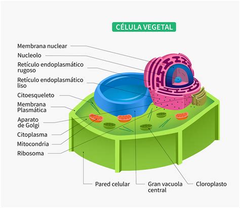 Célula Vegetal ¿qué Es Características Tipos Partes Y Más
