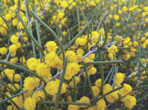 The 50 Beautiful Australian Plants At Greatest Risk Of Extinction — And