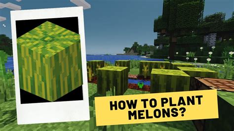 How To Plant And Grow Melons In Minecraft Youtube
