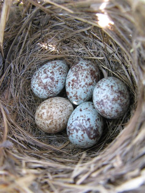 Four Pale Blue Speckled Song Sparrow Eggs And One Brown Headed Cowbird