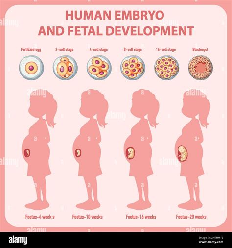 Desarrollo embrionario humano en ilustración infográfica humana Imagen
