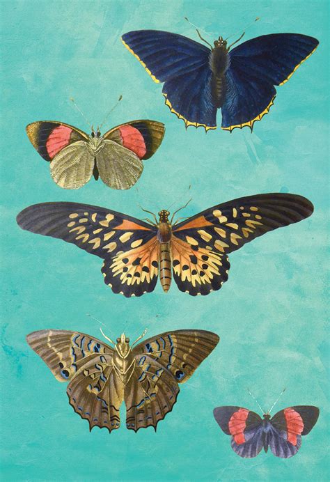 Butterfly Decor Moth Art Botanical Natural Botanical Print