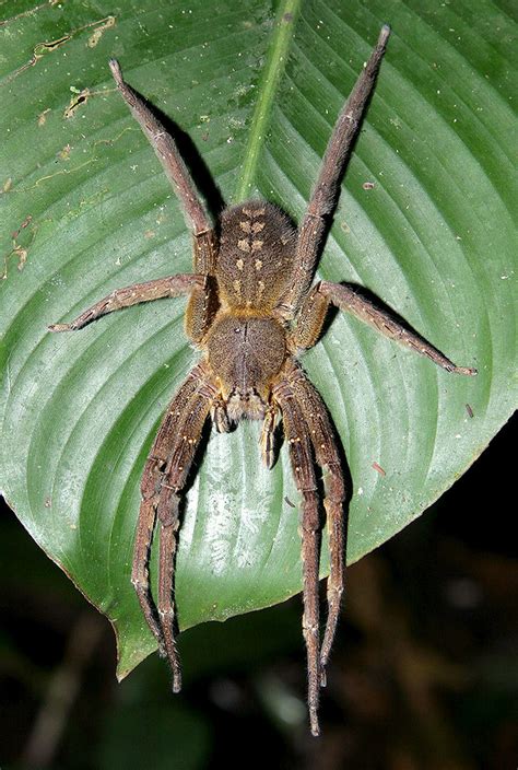 Brazilian wandering spiders are the most venomous spiders on the planet. Brazilian Wandering Spider (Phoneutria sp) | A female ...