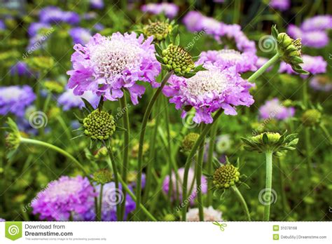 Scabious Stock Photo Image Of Lilac Flora Wide Arvensis 31078168