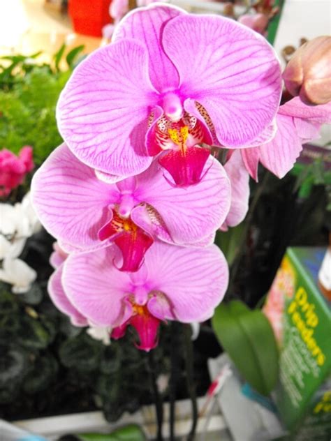 They may also give the cat activated charcoal to absorb any poisons in the cat's gi tract. Moth Orchid - Phalaenopsis - Growing & Care