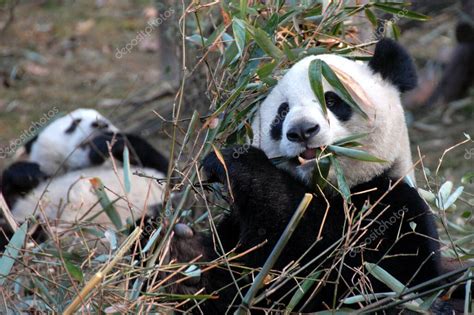Dos Pandas En La Reserva Chengdu Panda Base De Investigación Chengdu