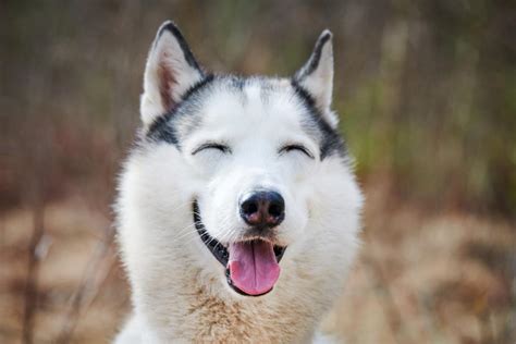 Husky O Lobo Siberiano Características Temperamento Y Colores Con Fotos
